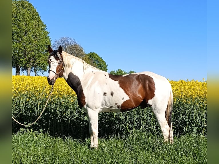 American Paint Horse Wałach 7 lat 162 cm Tovero wszelkich maści in Strmilov