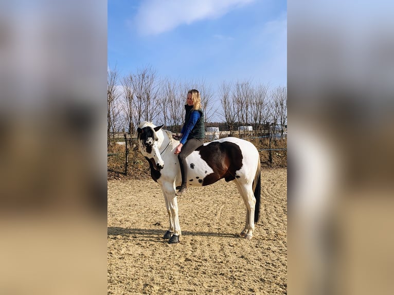 American Paint Horse Wałach 7 lat 162 cm Tovero wszelkich maści in Strmilov