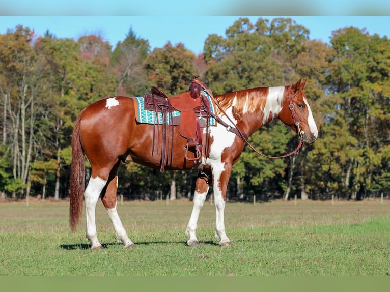 American Paint Horse Wałach 7 lat 168 cm Srokata in Morriston