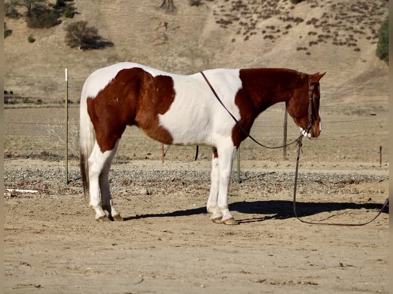American Paint Horse Wałach 7 lat Ciemnokasztanowata in PAICINES, CA