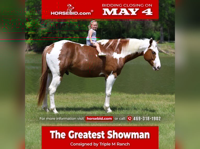 American Paint Horse Wałach 7 lat Cisawa in Terrell