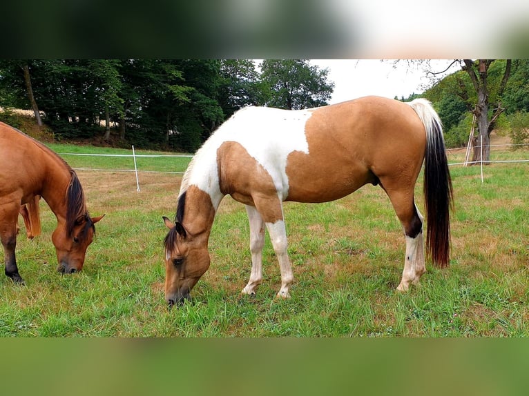 American Paint Horse Wałach 7 lat Jelenia in Steinbach am Glan