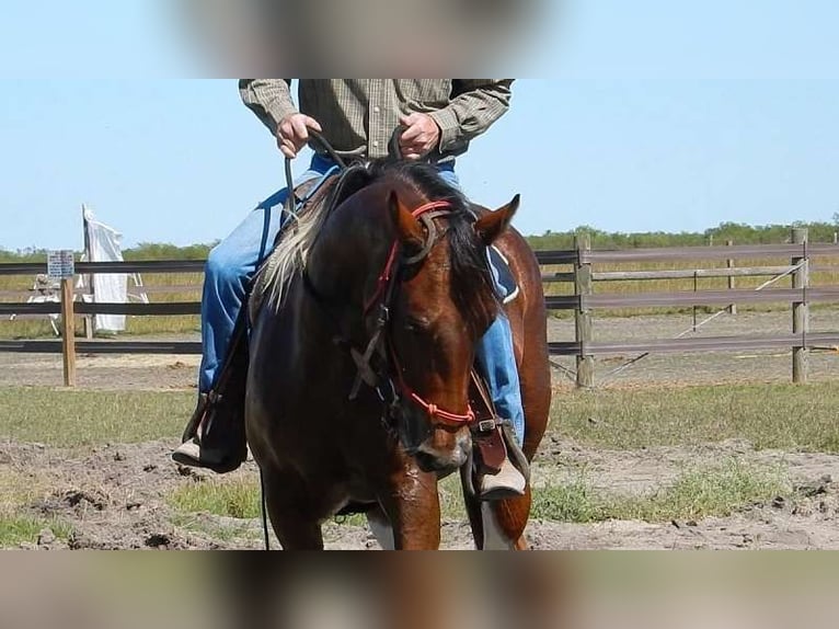 American Paint Horse Wałach 7 lat  in Boerne, TX