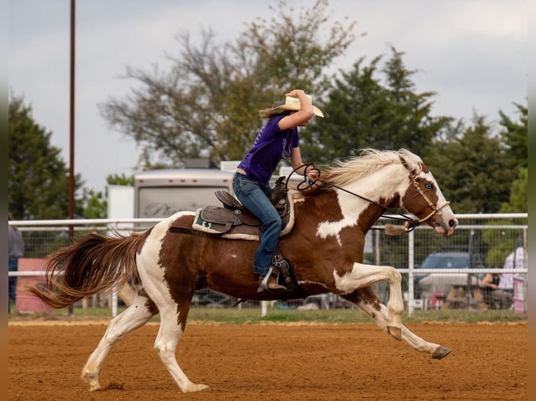American Paint Horse Wałach 7 lat Srokata in Forney