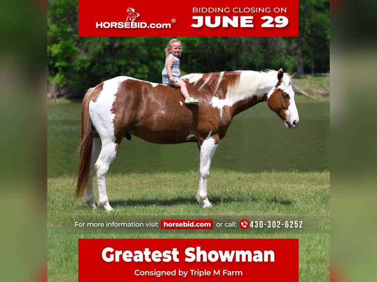 American Paint Horse Wałach 7 lat Srokata in Forney