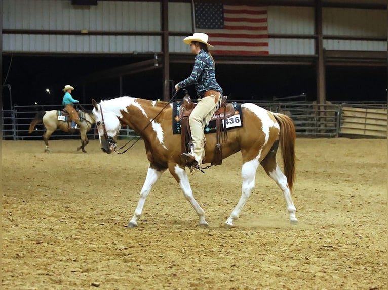 American Paint Horse Wałach 7 lat Srokata in Forney