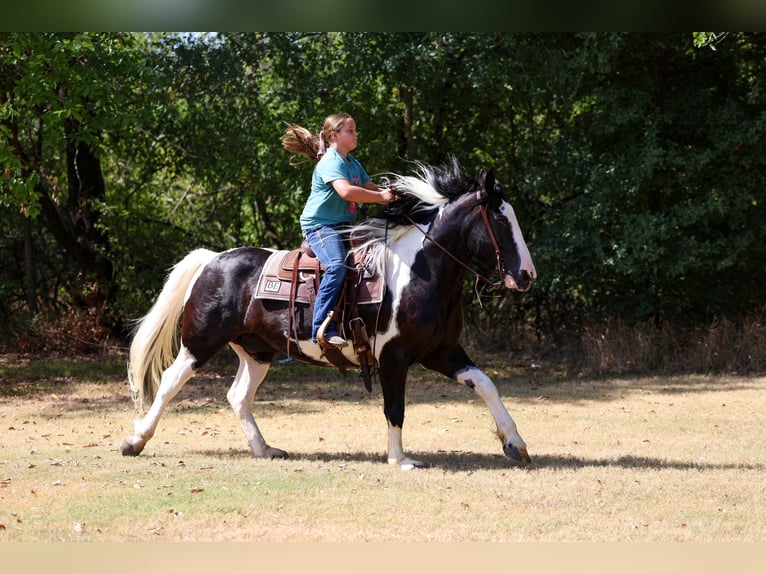 American Paint Horse Mix Wałach 7 lat Srokata in Terrell