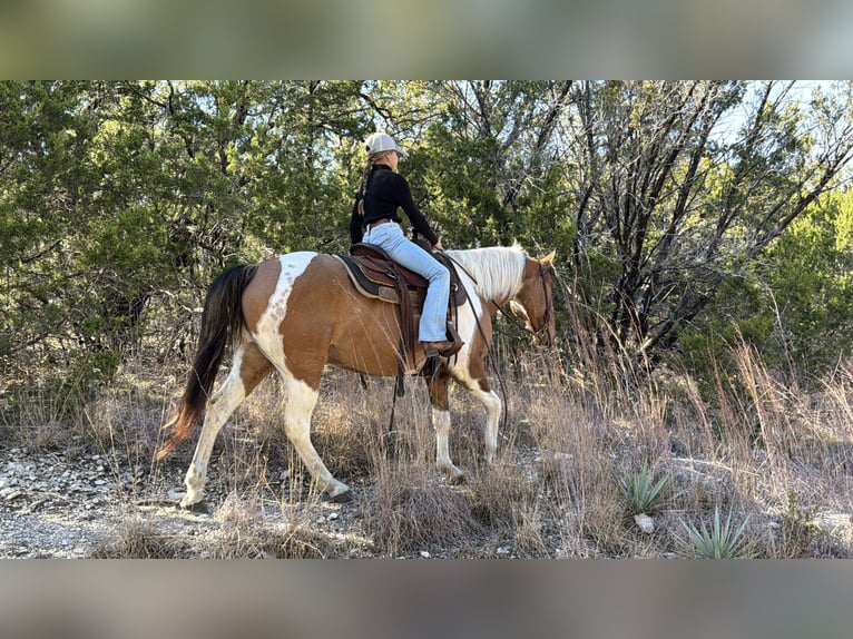 American Paint Horse Wałach 8 lat 147 cm Srokata in Cleburne