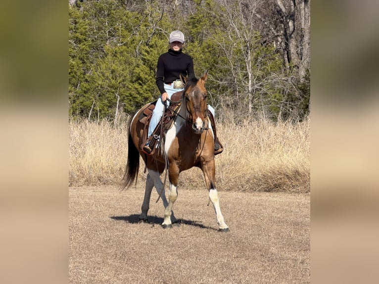 American Paint Horse Wałach 8 lat 147 cm Srokata in Cleburne