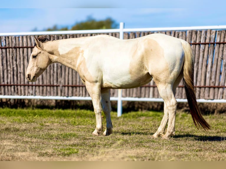 American Paint Horse Wałach 8 lat 147 cm Tobiano wszelkich maści in Weatherford TX