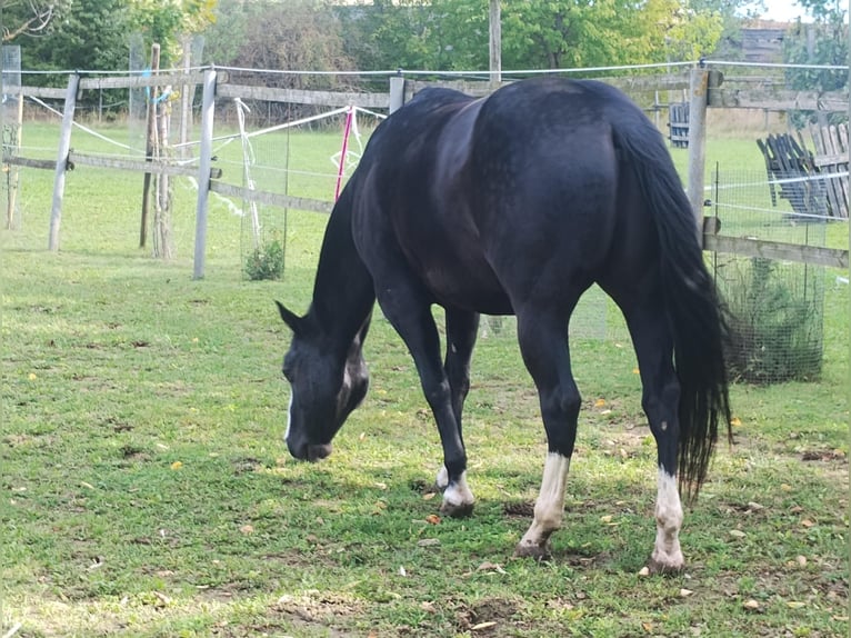 American Paint Horse Wałach 8 lat 148 cm Kara in Klein Harras