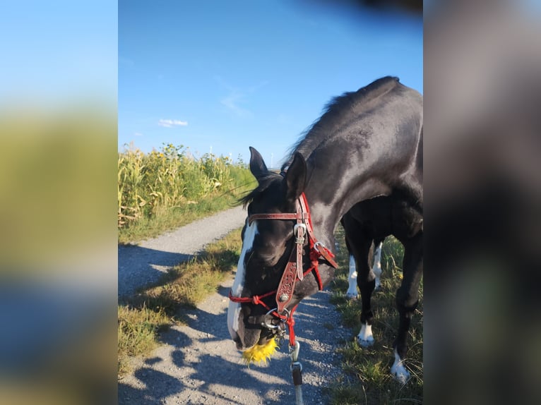 American Paint Horse Wałach 8 lat 148 cm Kara in Klein Harras