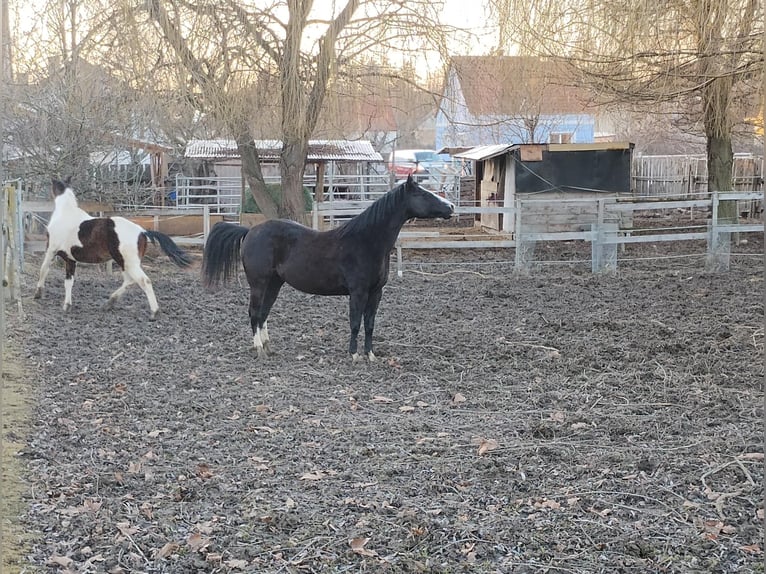 American Paint Horse Wałach 8 lat 148 cm Kara in Klein Harras