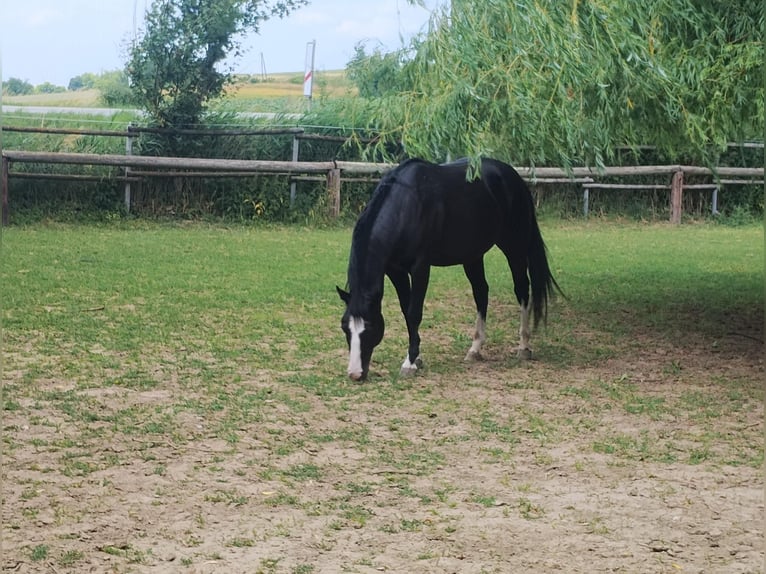 American Paint Horse Wałach 8 lat 148 cm Kara in Klein Harras