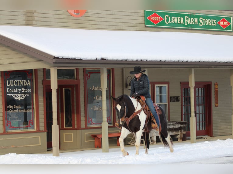 American Paint Horse Wałach 8 lat 150 cm Srokata in Clarion