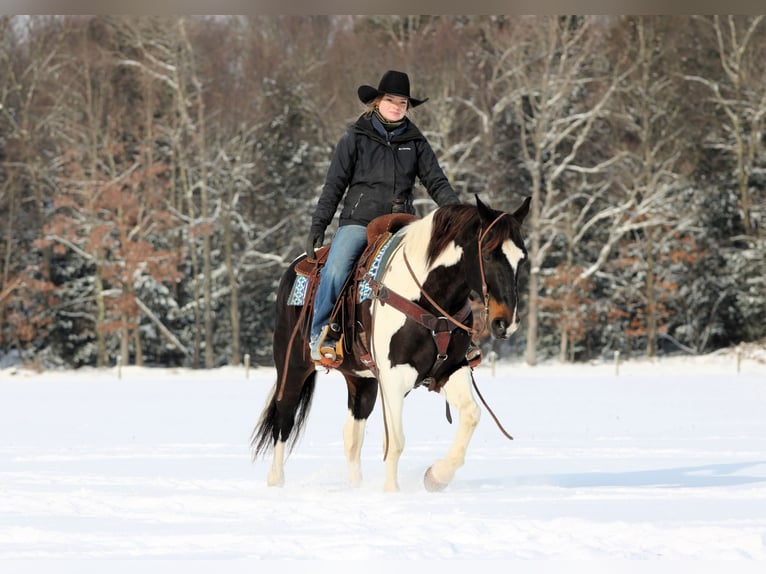 American Paint Horse Wałach 8 lat 150 cm Srokata in Clarion