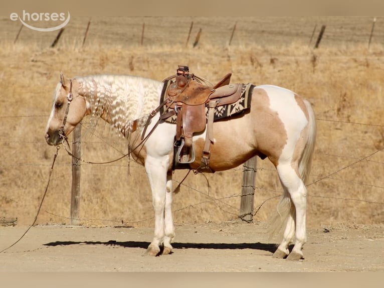 American Paint Horse Wałach 8 lat 152 cm Izabelowata in Tres Pinos