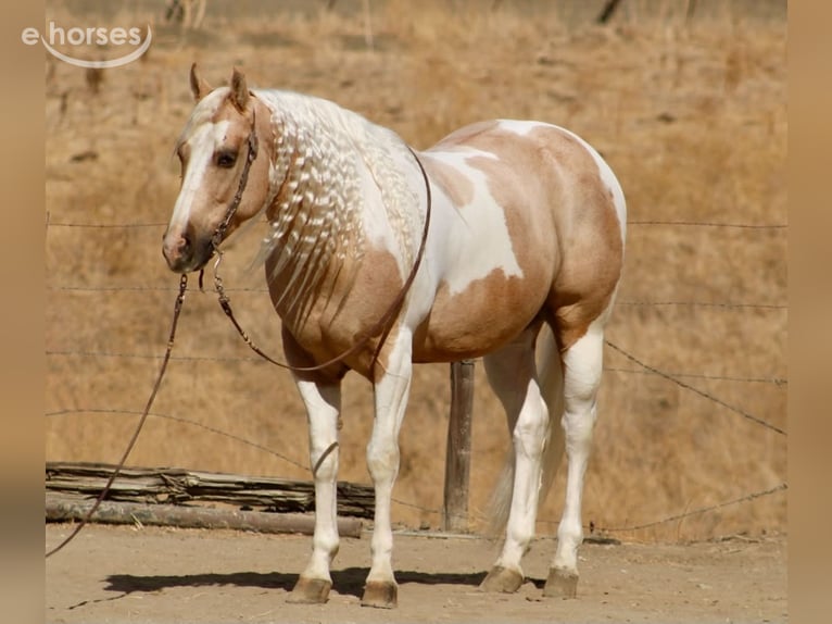 American Paint Horse Wałach 8 lat 152 cm Izabelowata in Tres Pinos