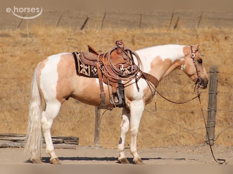 American Paint Horse Wałach 8 lat 152 cm Izabelowata in Tres Pinos