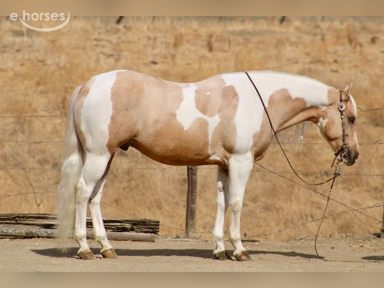 American Paint Horse Wałach 8 lat 152 cm Izabelowata in Tres Pinos