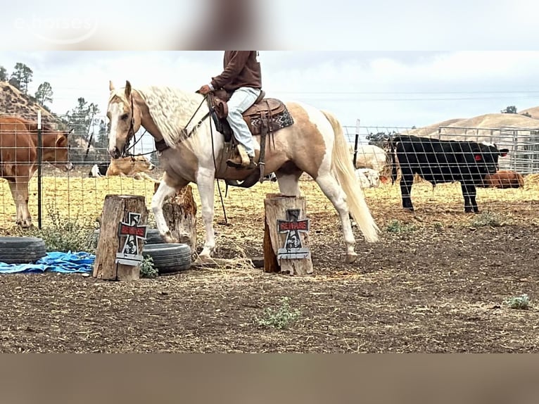 American Paint Horse Wałach 8 lat 152 cm Izabelowata in Tres Pinos