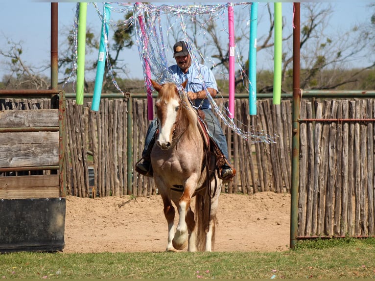 American Paint Horse Wałach 8 lat 152 cm Kasztanowatodereszowata in Stephenville TX