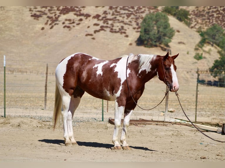 American Paint Horse Wałach 8 lat 152 cm Tobiano wszelkich maści in Tres Pinos