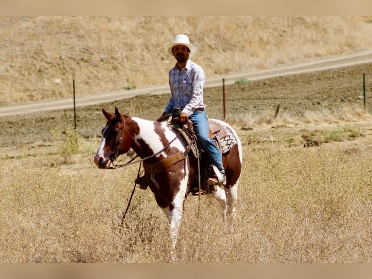 American Paint Horse Wałach 8 lat 152 cm Tobiano wszelkich maści in Tres Pinos