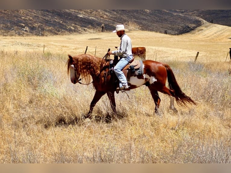 American Paint Horse Wałach 8 lat 155 cm Overo wszelkich maści in Paicines CA