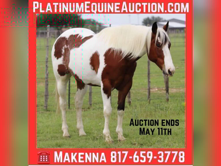 American Paint Horse Wałach 8 lat 155 cm Tobiano wszelkich maści in Lipan TX