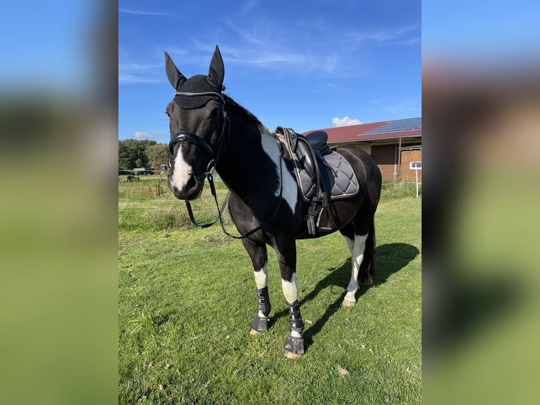 American Paint Horse Wałach 8 lat 156 cm Tobiano wszelkich maści in Zockau