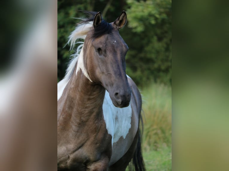 American Paint Horse Wałach 8 lat 157 cm Tobiano wszelkich maści in Jesteburg