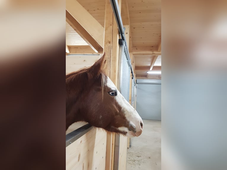American Paint Horse Wałach 8 lat 160 cm Kasztanowata in Wels