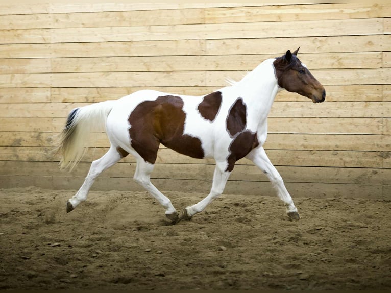 American Paint Horse Wałach 8 lat 160 cm Srokata in Georgetown