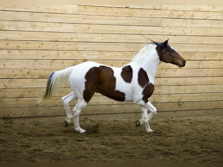 American Paint Horse Wałach 8 lat 160 cm Srokata in Georgetown