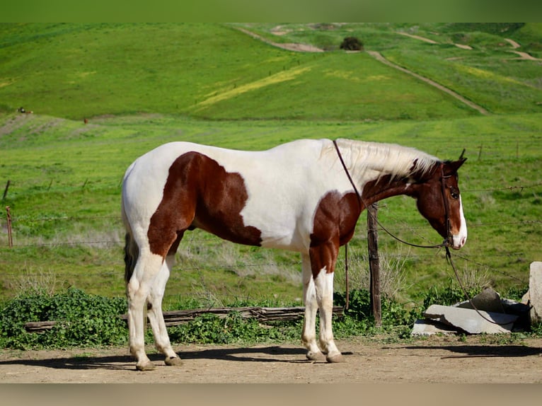 American Paint Horse Wałach 8 lat 163 cm Tobiano wszelkich maści in King City