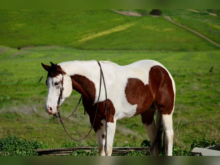 American Paint Horse Wałach 8 lat 163 cm Tobiano wszelkich maści in King City