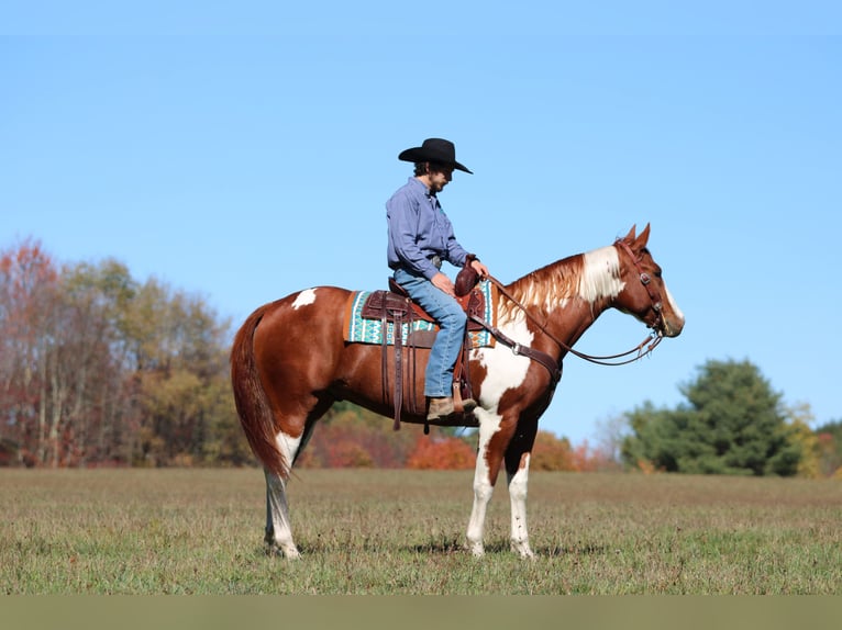 American Paint Horse Wałach 8 lat 168 cm Srokata in Morriston