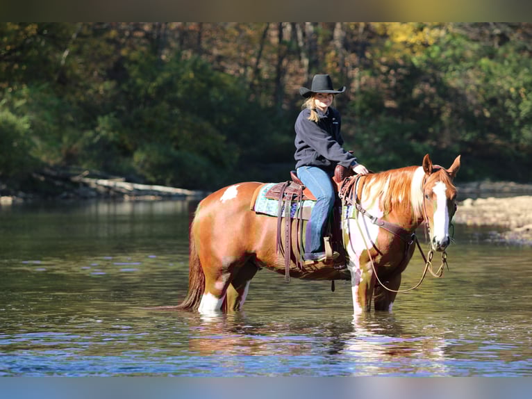 American Paint Horse Wałach 8 lat 168 cm Srokata in Morriston