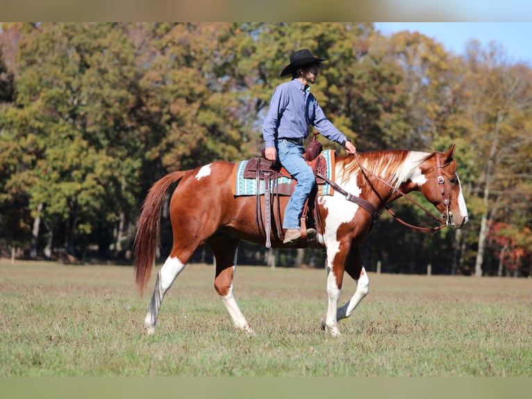 American Paint Horse Wałach 8 lat 168 cm Srokata in Morriston