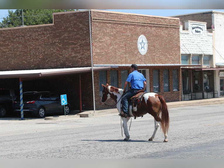 American Paint Horse Wałach 8 lat Ciemnokasztanowata in Lipan TX