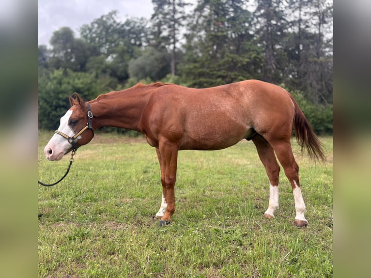 American Paint Horse Wałach 8 lat Overo wszelkich maści in Roma