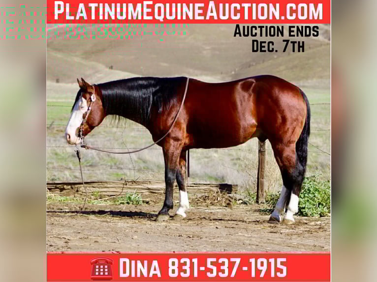 American Paint Horse Wałach 9 lat 137 cm Gniada in Paicines CA