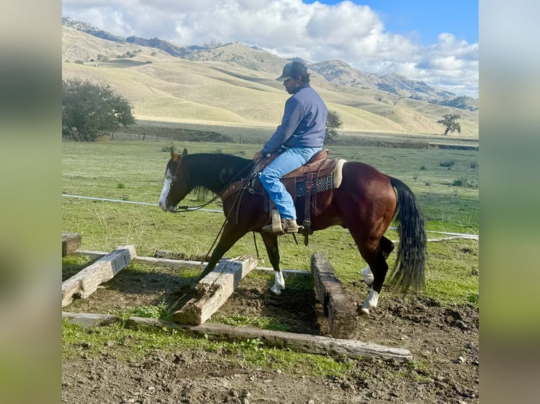 American Paint Horse Wałach 9 lat 137 cm Gniada in Paicines CA