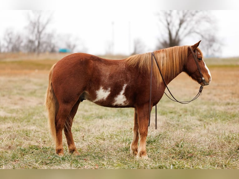 American Paint Horse Wałach 9 lat 145 cm Overo wszelkich maści in Quitman AR