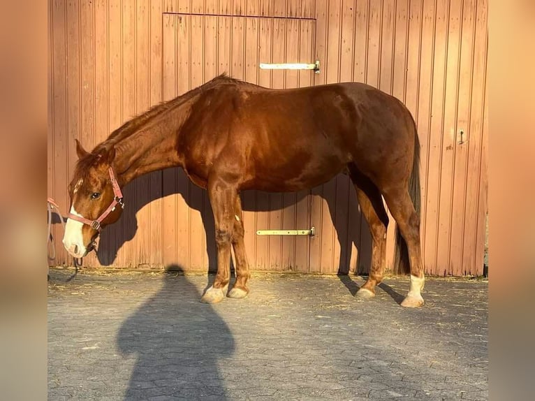 American Paint Horse Wałach 9 lat 147 cm Kasztanowata in Großalmerode