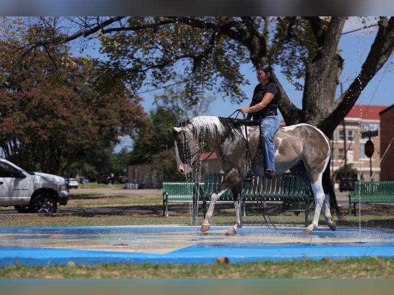 American Paint Horse Wałach 9 lat 152 cm Srokata in Mount Vernon