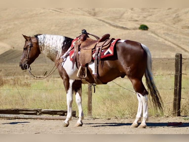 American Paint Horse Wałach 9 lat 152 cm Tobiano wszelkich maści in Tres Pinos