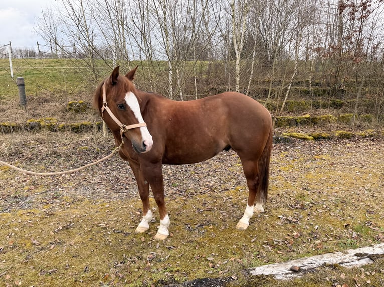 American Paint Horse Wałach 9 lat 154 cm Kasztanowata in Mooslargue