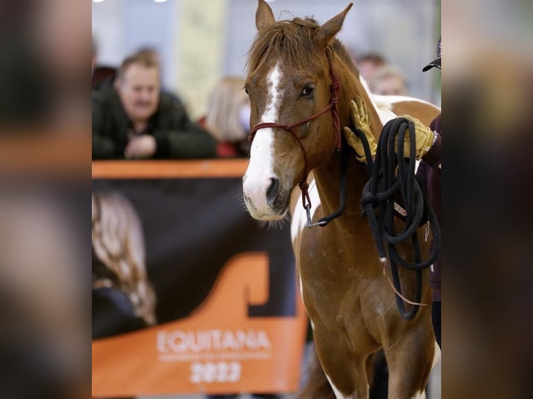 American Paint Horse Mix Wałach 9 lat 154 cm Tobiano wszelkich maści in Wuppertal